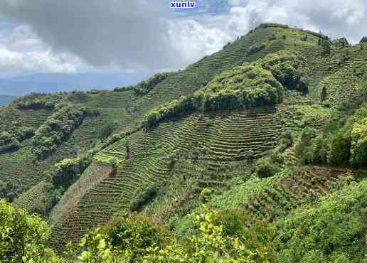 云南凤凰窝地区：寻找优质普洱茶的极指南