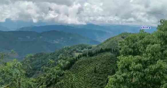 云南凤凰窝地区：寻找优质普洱茶的极指南