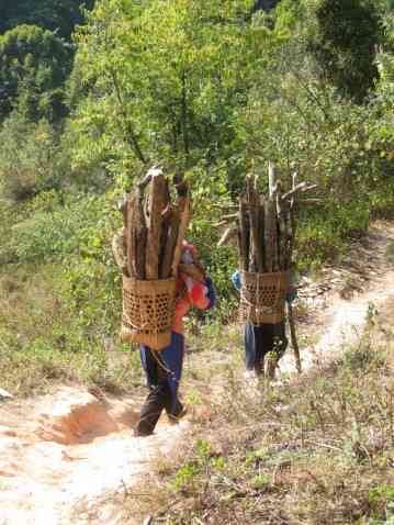 探索普洱茶六大产区与六大茶山的奥秘：一款茶叶的文化与地理之旅