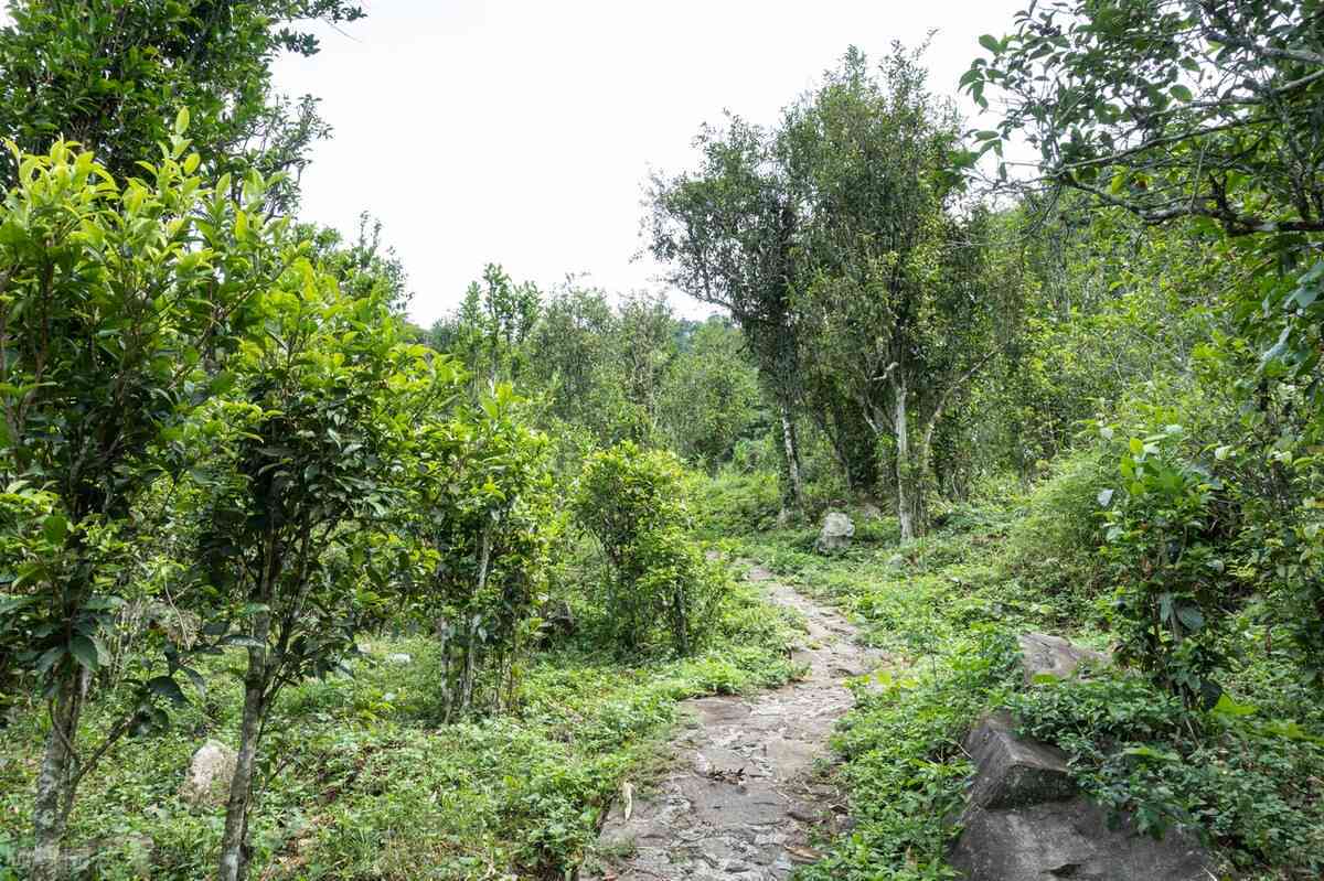 探索普洱茶六大产区与六大茶山的奥秘：一款茶叶的文化与地理之旅