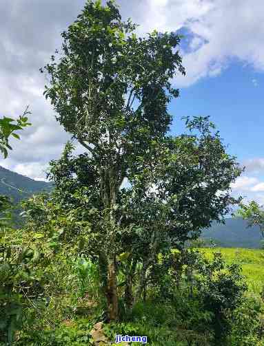 兴荣号古树普洱茶：源自千年古茶树，品味越工艺