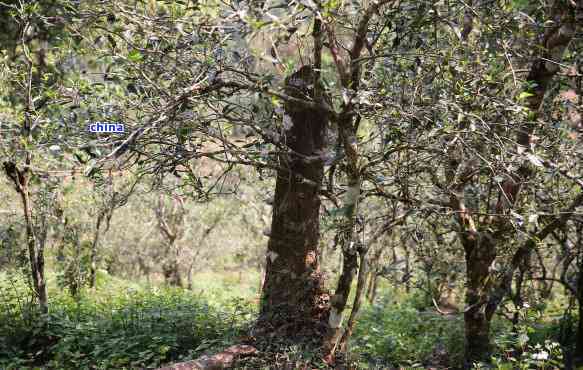 景迈古树普洱茶特点与价值：价格、口感简介与收藏性分析