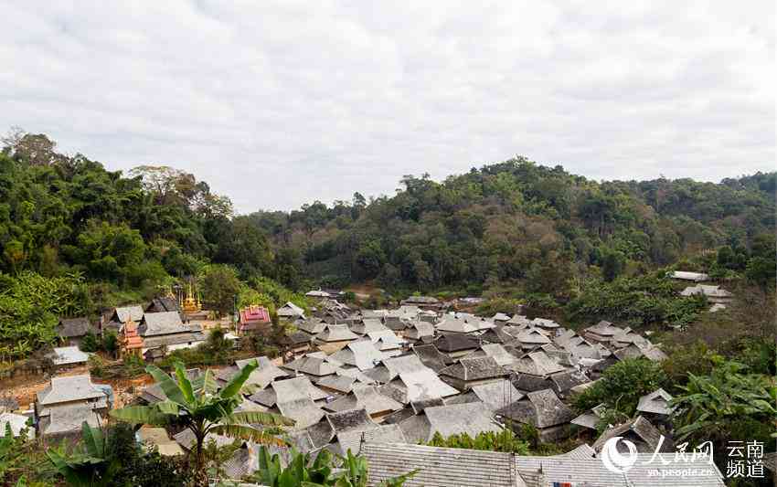 云南澜沧千年古茶园：文化瑰宝与普洱茶魅力的传承之地