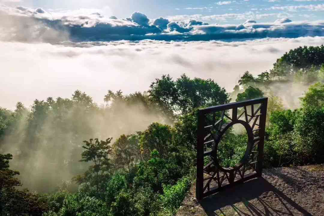 云南澜沧千年古茶园：文化瑰宝与普洱茶魅力的传承之地