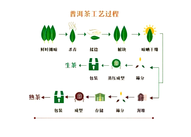 古树普洱茶生产工艺流程