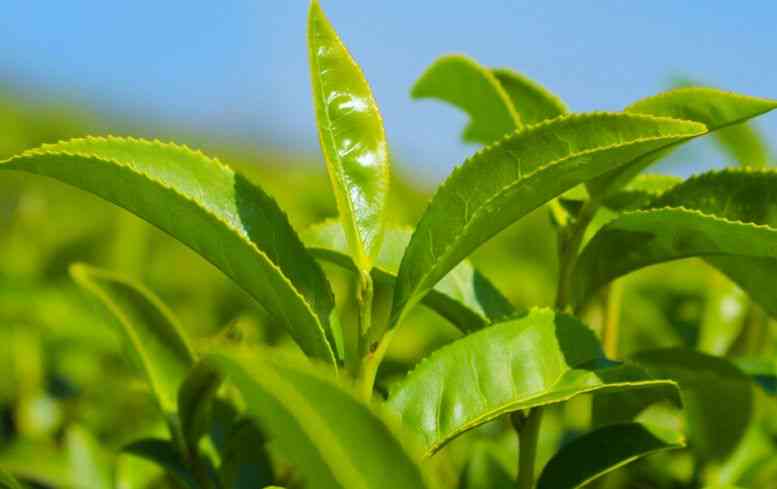 古树普洱茶生产工艺流程