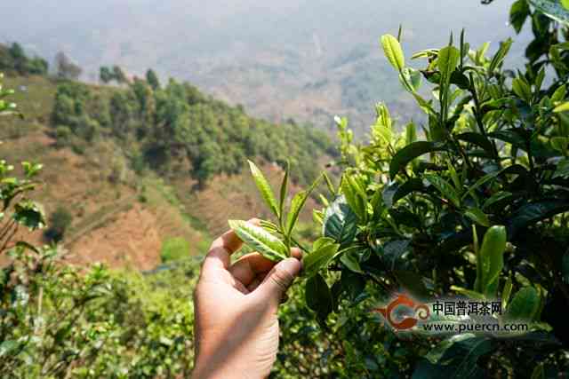 云南普洱茶的主要产区及其特色茶树资源分析