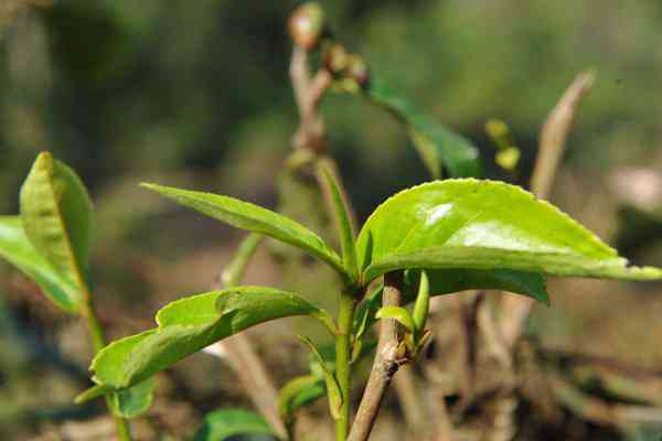 云南易武普洱茶：春茶新货供应，优质货源，批发价格实