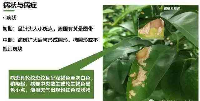 如何准确判断普洱茶是否发生霉变？详尽解析及预防措