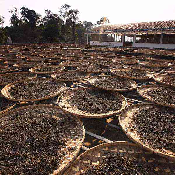 普洱茶压成茶饼的原因、制作过程及其对茶叶品质的影响