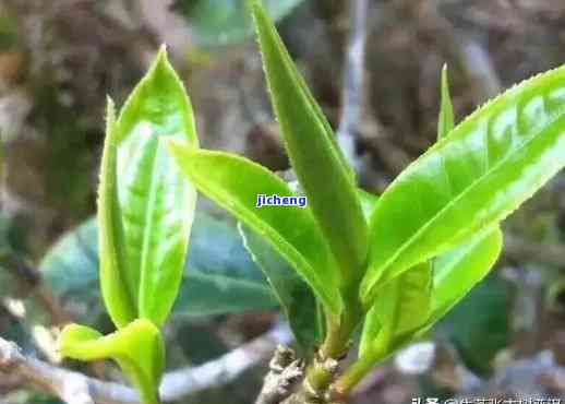 普洱茶芽头越多越好吗：探讨普洱茶芽头对品质的影响