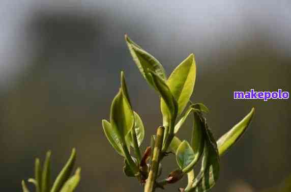 普洱茶芽头越多越好吗：探讨普洱茶芽头对品质的影响