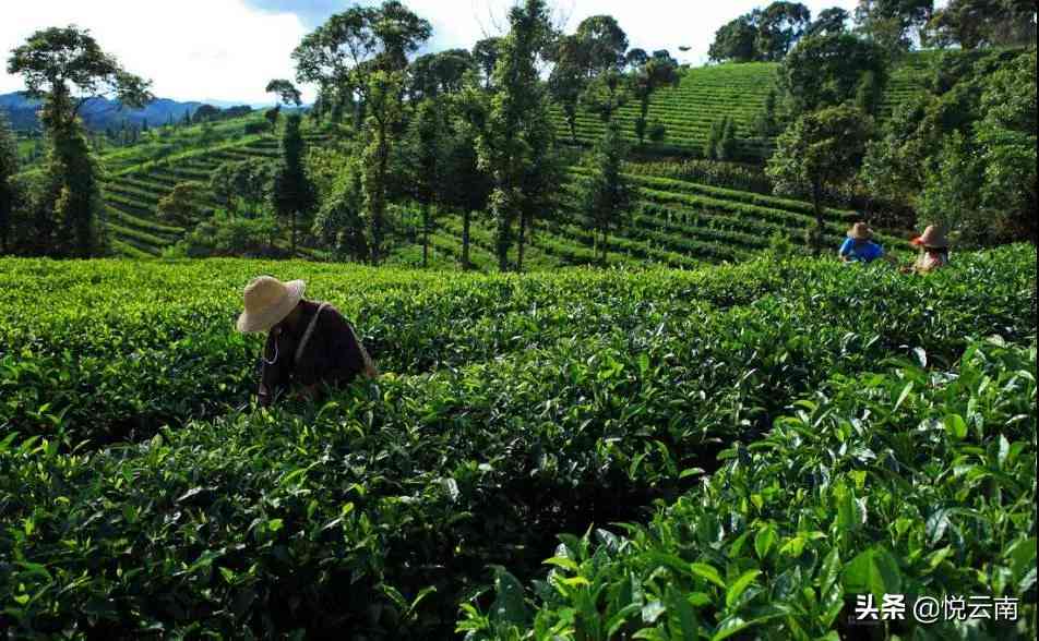 可以兴普洱茶200克