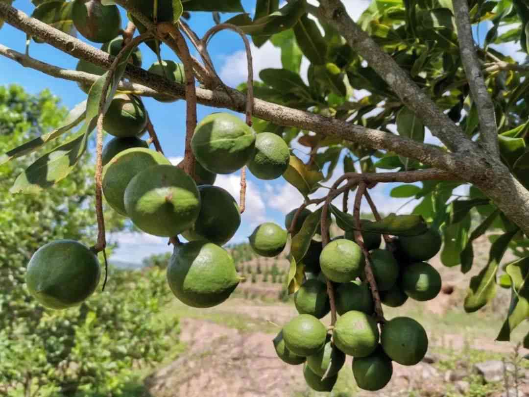 探索威夷果与普洱茶：两种热带风味坚果与茶叶的独特对比