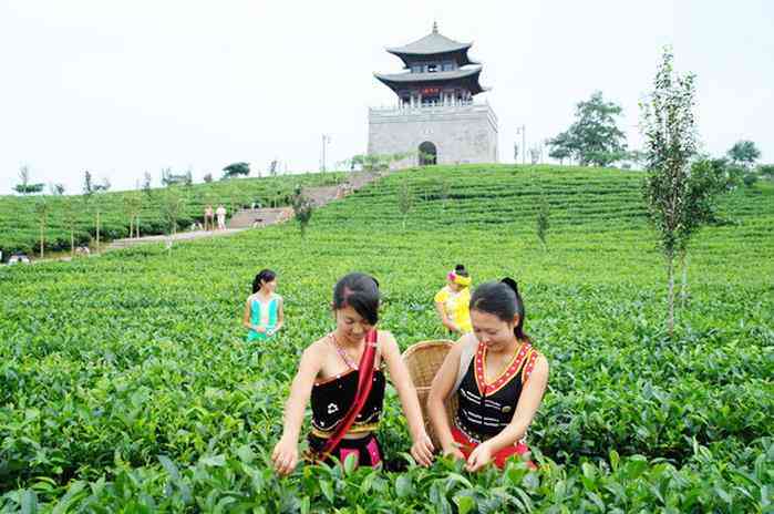 云南普洱茶：揭秘其独特魅力与产地文化