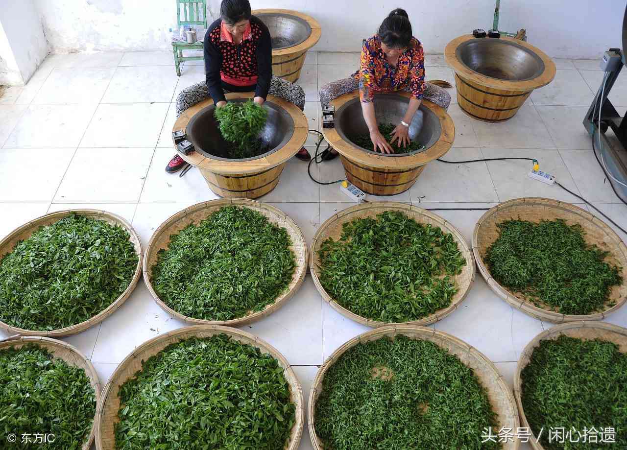 一杯普洱茶的营养价值及热量分析