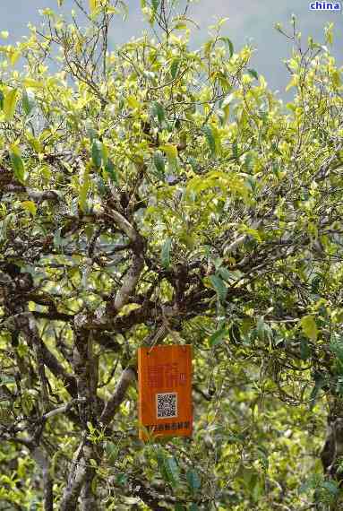 冰岛古树普洱熟茶20年陈酿：一场味蕾的穿越之旅