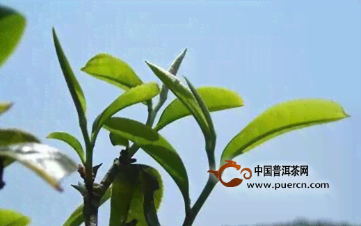 揭秘普洱茶优质原料的选择：质好与什么有关？