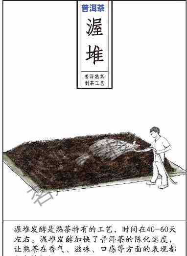 普洱茶和熟茶：两种茶叶的制作工艺、品质特点及适用场景比较解析