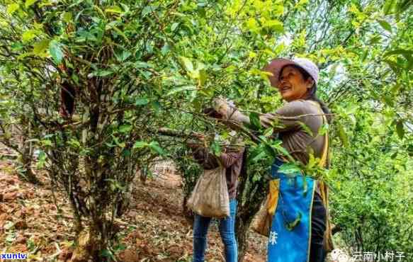 苦竹山普洱茶的独特魅力、品种与品饮技巧：一篇全面解析