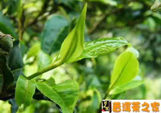 苦竹普洱茶的特性与功效：清热解、降脂减肥、提神醒脑