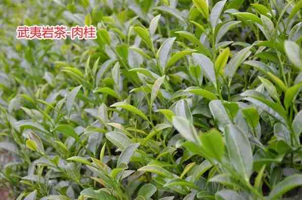 苦竹茶：品种特点、制作工艺与健益处全面解析