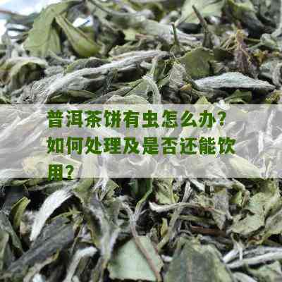 新普洱茶饼中的虫子对茶叶品质和口感的影响及如何处理以确保饮用安全