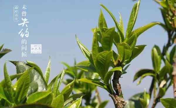 探索中国普洱茶文化：从茶园到茶艺，一站式了解普洱茶的全方位知识