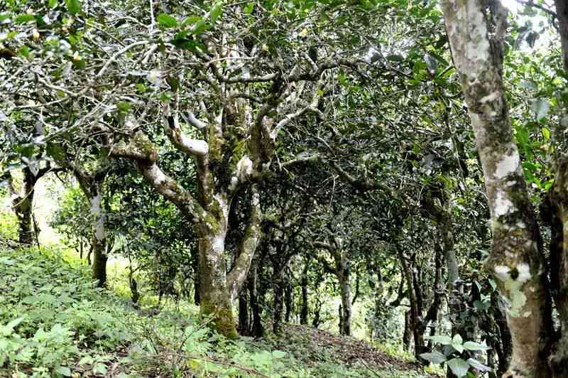 探索中国普洱茶文化：从茶园到茶艺，一站式了解普洱茶的全方位知识