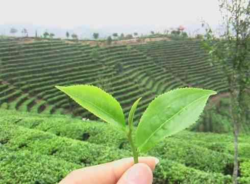 普洱茶一芽一叶味道好吗