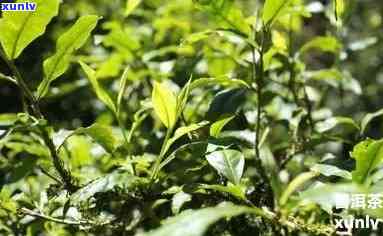 薄荷塘普洱茶简介：特点、意义、生茶与古树纯料价格