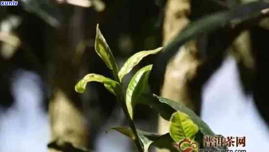 薄荷塘普洱茶简介：特点、意义、生茶与古树纯料价格