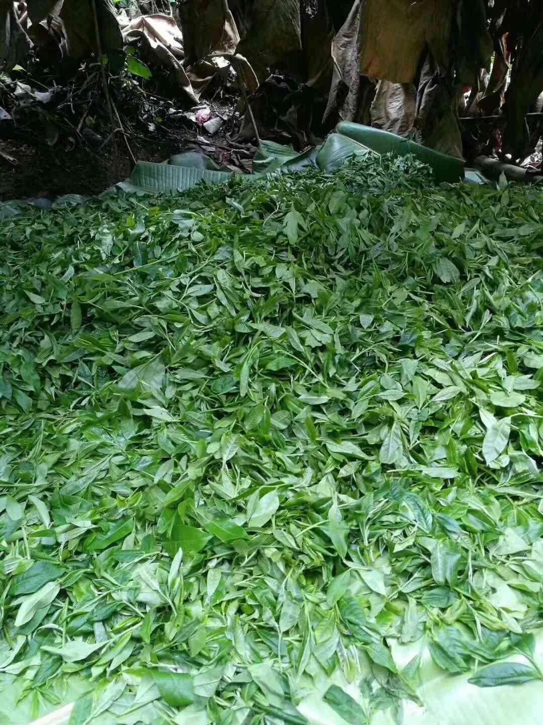 普洱茶哪个山头值得存