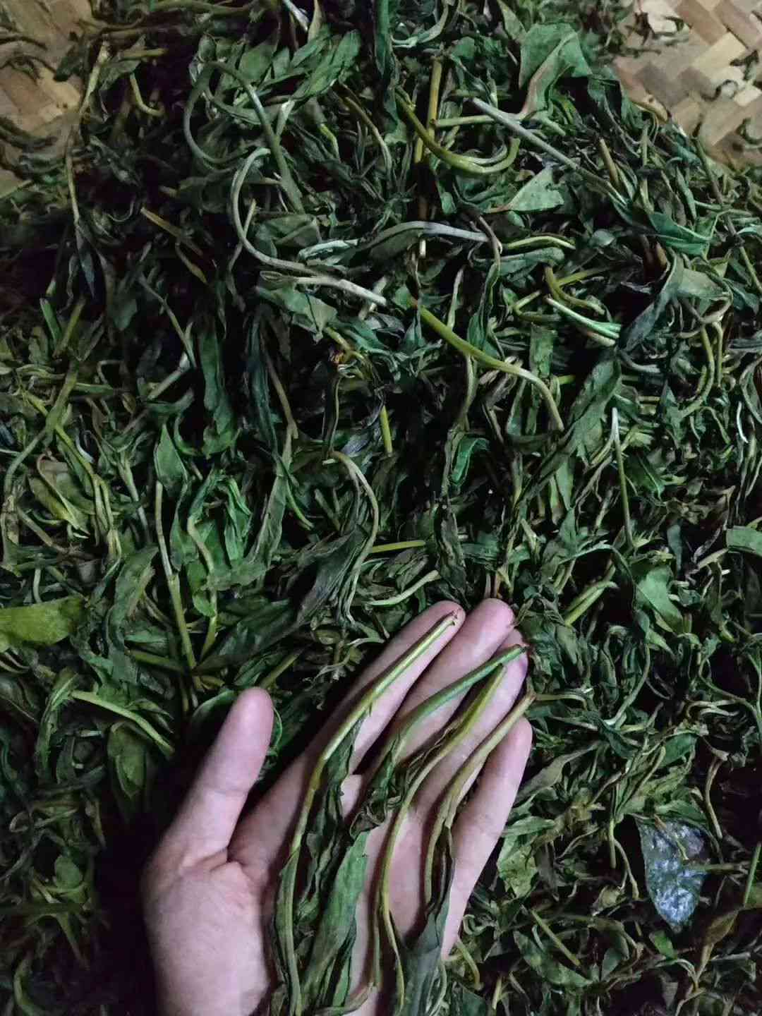 普洱茶生茶的腥味产生原因及解决方法解析