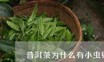 普洱茶小蜘蛛是什么茶类