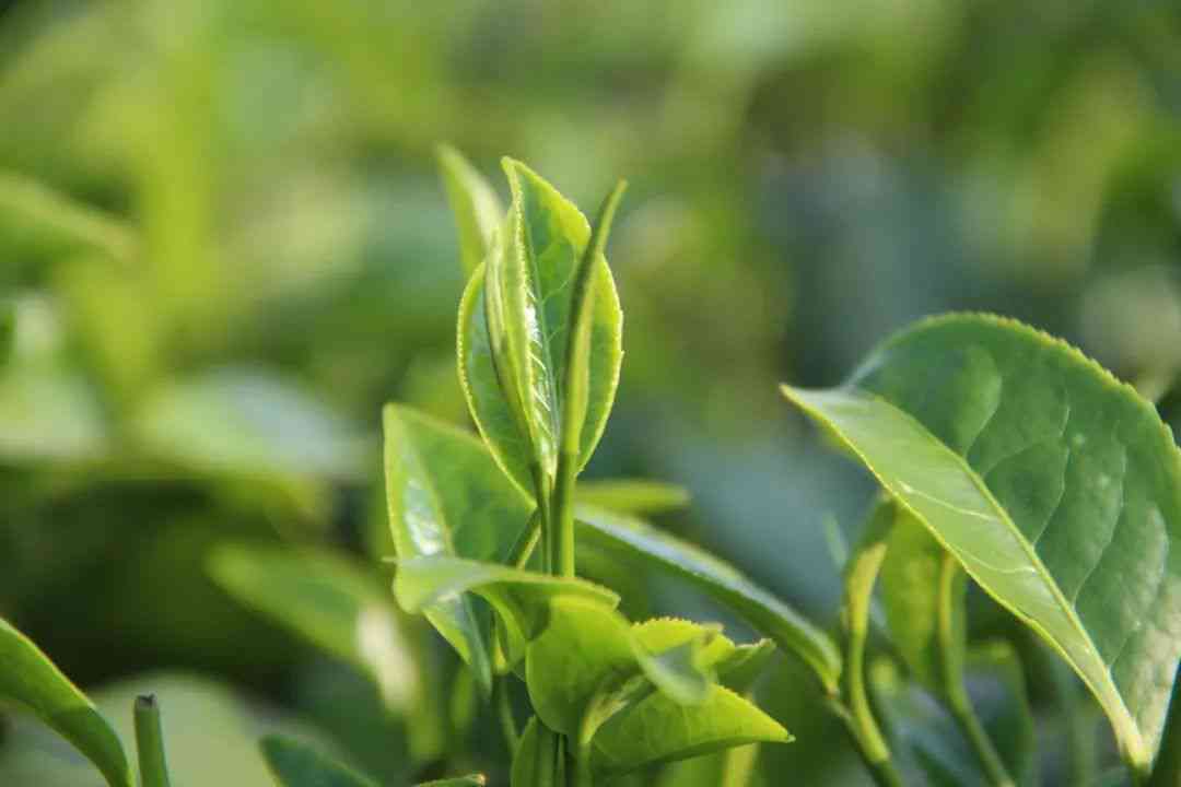 普洱茶春茶vs秋茶：哪个更好？何时采摘？特点是什么？