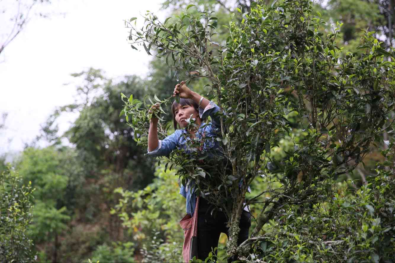 普洱茶春茶vs秋茶：哪个更好？何时采摘？特点是什么？