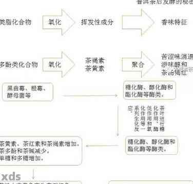 普洱茶陈香与木香的关系：探究两种香气成分及陈化过程中的转变