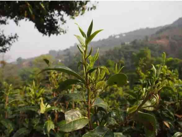 探究普洱茶山头特性及其对茶叶品质的影响