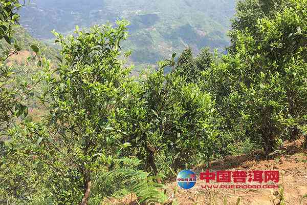 探究普洱茶山头特性及其对茶叶品质的影响