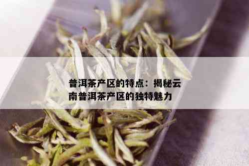 勐海普洱茶产区特点与分布：揭示云南优质茶叶的产地及特色。