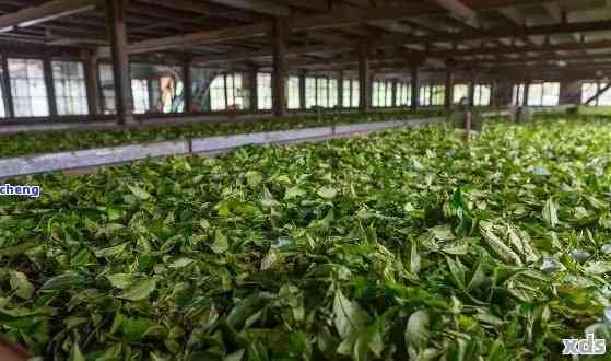 探索勐海茶厂：普洱茶五大品种及其独特风味