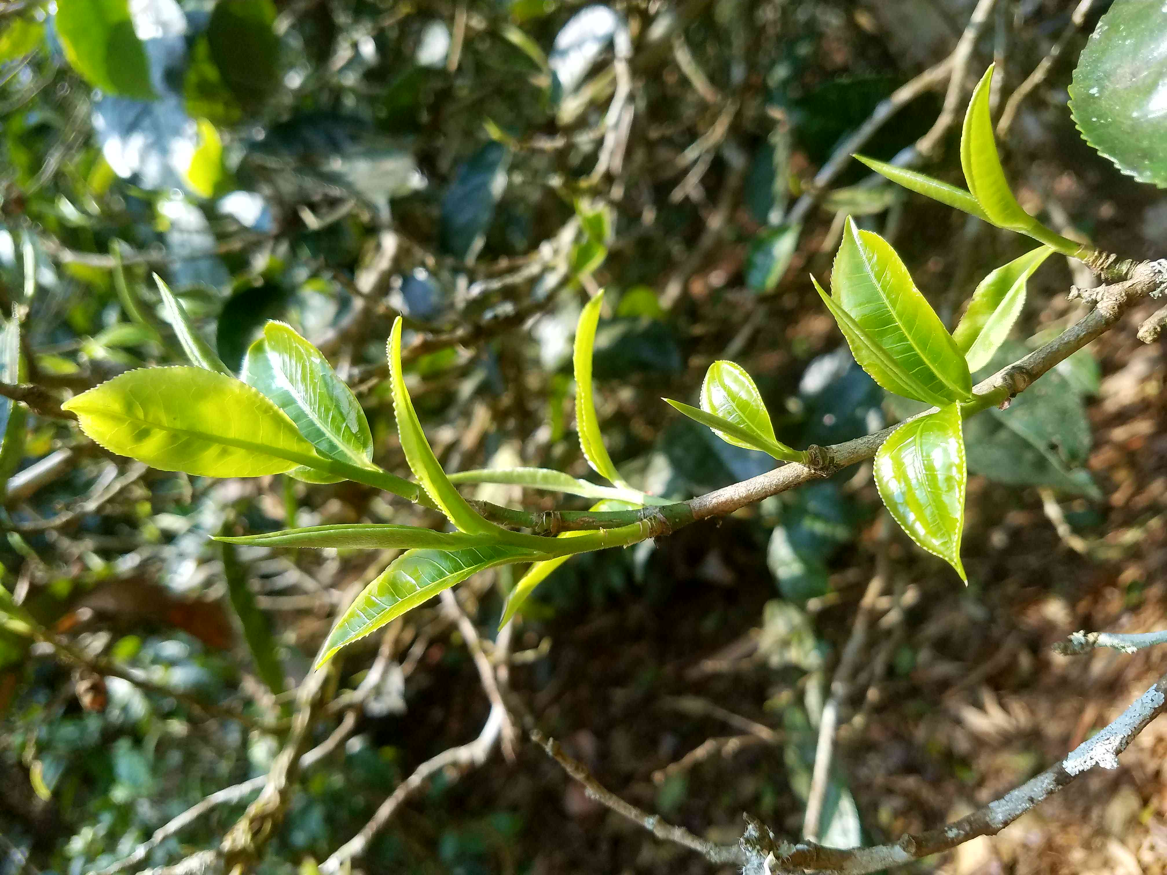 勐海普洱茶分布情况介绍