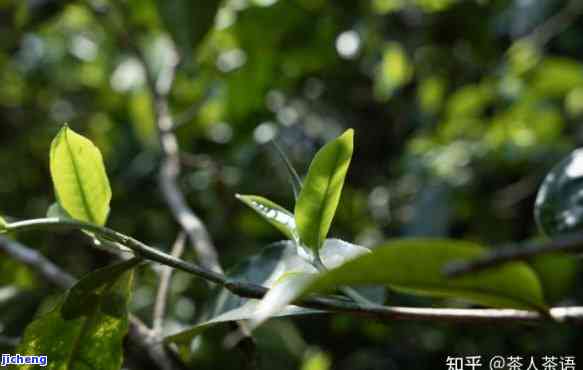 小叶种古树普洱茶有哪些