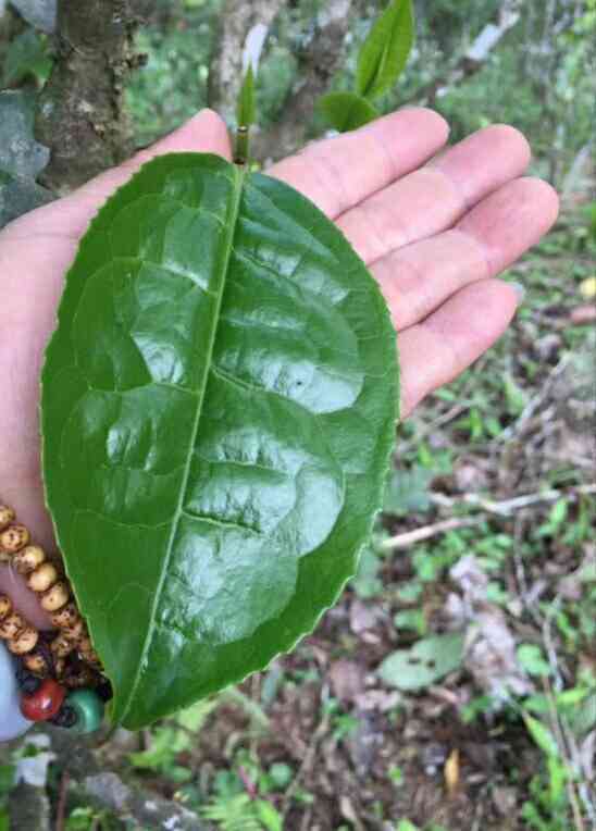 细品普洱茶十大魅力