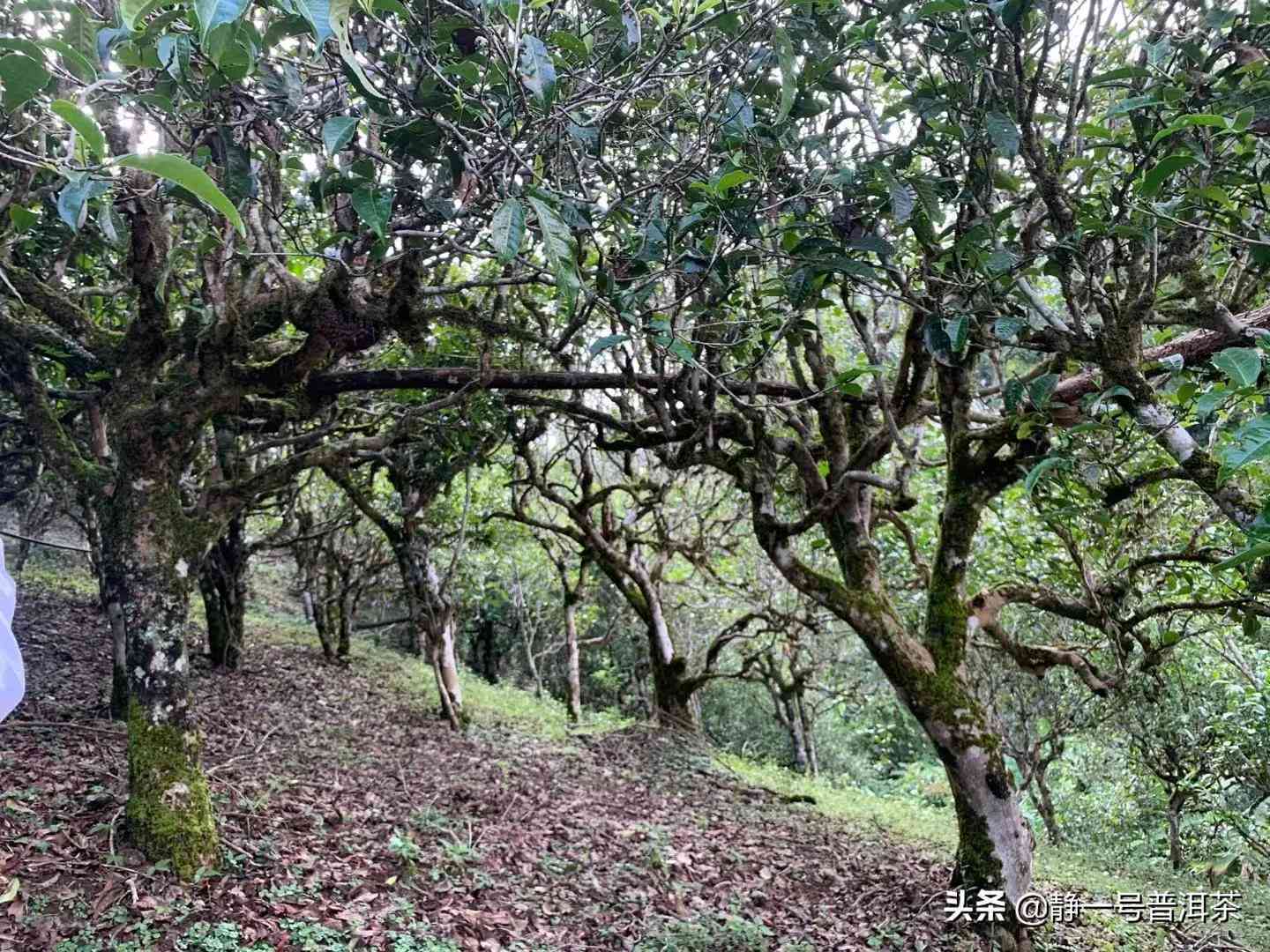 探究茶王树普洱茶叶片的独特魅力：老班章与冰岛的异同