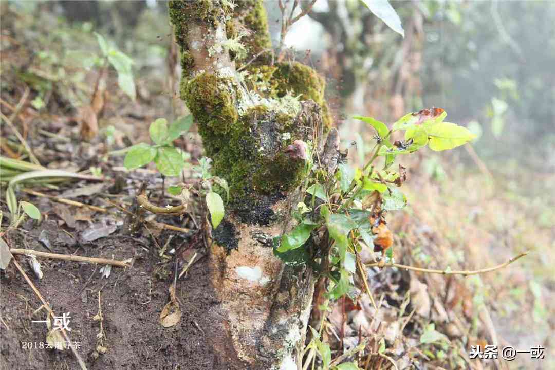 普洱茶与水果搭配煮水喝：女生选择，多种水果组合推荐及功效一览