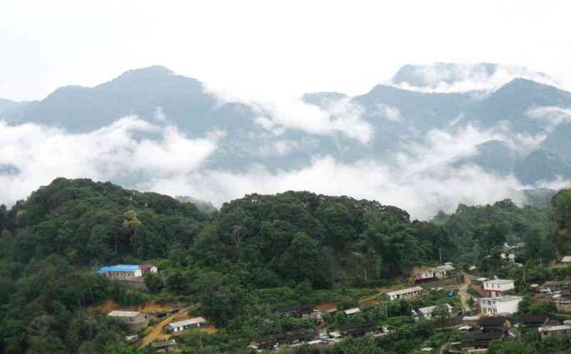 冰岛地界普洱茶特点解析：品种、工艺、口感等全方位了解