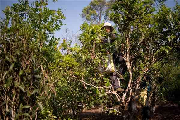 普洱茶疯抢老树茶的原因解析：探究其品质、历、文化与市场因素