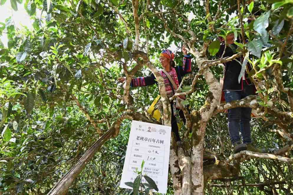 普洱茶疯抢老树茶的原因解析：探究其品质、历、文化与市场因素